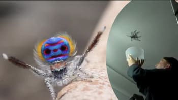 Jak se dvoří samičce "pavouček"? (Divácké video)