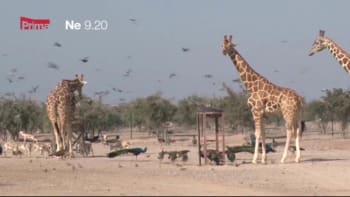 Prima SVĚT: V Emirátech africká divočina?