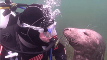 VIDEO: Potápěč nechápal, co po něm tuleň chce. Když ho však zvíře vzalo za ruku, nemohl uvěřit vlastním očím!