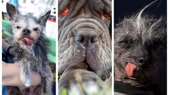 GALERIE: Podívejte se, jak vypadají nejošklivější psi na světě! Vítězka této bizarní soutěže vás bude strašit ve snech