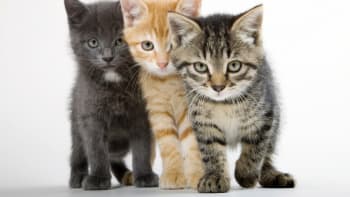 VĚDCI ZJISTILI: Vaše kočka vás chce zabít! Jejich agresivita taky závisí na barvě kožichu, takže jakou si nepořizovat?