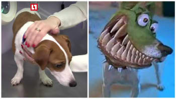 GALERIE: Šílené! Rodina nechala psovi udělat plastickou operaci, aby vypadal jako hrdina z filmu Maska. Jak to dopadlo?