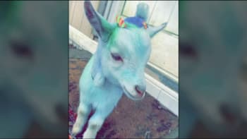 VIDEO: Ženu zavřeli poté, co ukradla sousedům kozu a přebarvila ji na modro. Proč to proboha udělala?
