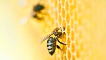 VIDEO: Muž, co nezná strach? Týpek extrahoval med z včelího hnízda holýma rukama!