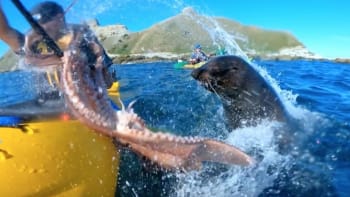 VIDEO: Tohle je důvod, proč tuleň praštil kajakáře po hlavě chobotnicí! Kvůli čemu došlo k nejvtipnějším záběrům roku?