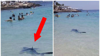 GALERIE: Panika na Mallorce! Mezi turisty plaval v moři dvoumetrový žralok!