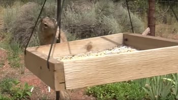 VIDEO: Chytří majitelé tímhle geniálním způsobem zabránili veverce, aby ptákům kradla semínka z krmítka