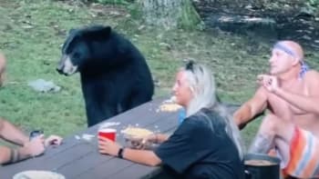VIDEO: Parta lidí si užívala piknik v přírodě, zatímco se k nim připojil divoký medvěd! Tyhle záběry baví internet