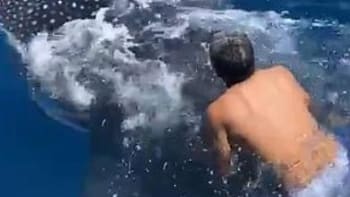 VIDEO: Týpek skočil do vody na žraloka, aby se na něm povozil! Nad těmito záběry zůstává rozum stát