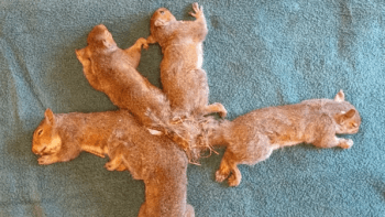 GALERIE: Ochránci zvířat osvobodili veverky zamotané ocásky do kusů plastů v hnízdě. Tyhle fotky vás dojmou k slzám