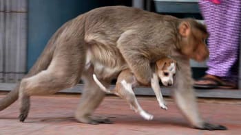 FOTO: Opice zachránila štěně, které chtěla sežrat vlastní matka. Přijala ho za své...