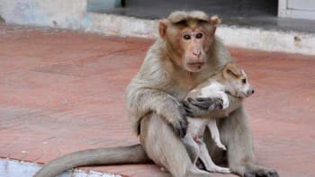 Opice adoptovala štěně