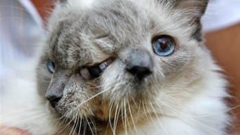 Zemřela dvouhlavá kočka  jménem Frank
