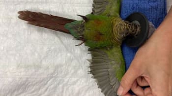 FOTO: Majitel ustřihl papouškovi křídla, takže nemohl létat! Zachránila ho zázračná operace