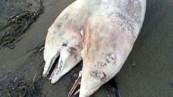 V Turecku moře vyplavilo na břeh mrtvého delfína. Pro všechny to byl šok. Proč?