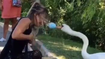 VIDEO: Vzteklá labuť ženu naučila, že si má lépe nasadit roušku! Tyhle záběry baví internet