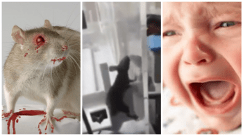 VIDEO: Chyťte ji! Krysa pokousala novorozeně v inkubátoru! Neuvěříte, kudy se tam dostala...