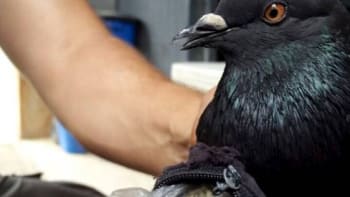 Poštovní holubi se vracejí! V Portoriku chytli jednoho, který vězně zásoboval kokainem a marihuanou