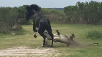 VIDEO: Kůň brutálně nakope zadek aligátorovi! Závěr jejich bitky byste nečekali!