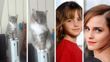 KOČIČÍ GALERIE: Před a po, jak se změní kočky, když dospějí? Neuvěříte...