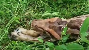 VIDEO: Muž natočil krajtu, jak zvrací psa! Tyhle záběry nejsou pro milovníky čtyřnohých mazlíčků