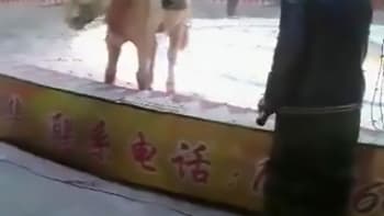 VIDEO: Tygr a lev brutálně zaútočili na koně! Podívejte se na záběry, které vyděsily internet!