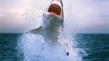 Neuvěřitelné štěstí! Žralok vyskočil nad hladinu jen několik metrů od surfujících maminek!