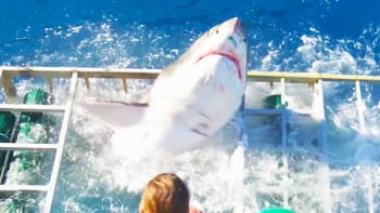 VIDEO: Velký žralok bílý se dostal k potápěči do klece! Neuvěříte, co se pak stalo