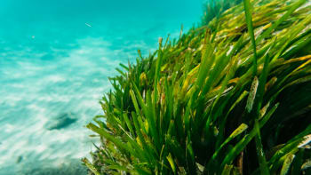 ODHALENO: Mořská tráva má daleko víc sexu, když jsou poblíž vydry. Čím je to podle ekologů způsobeno?