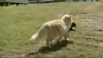 VIDEO: Tahle fena zrovna porodila štěňata. Kočka od sousedů je ale všechna ukradla!