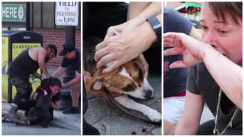 VIDEO: Děsivé záběry, které otřásly internetem! Zuřivý pitbull napadl psa a zranil také majitele!