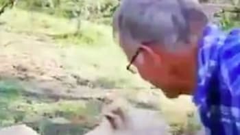 VIDEO: Týpek skončil vážně zraněný poté, co si hladil lva. Díky této chybě málem přišel o ruku!