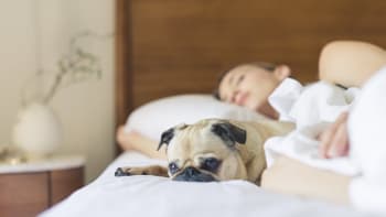 ODHALENO: Spát se psem v posteli je super nápad. Zajistí vám to lepší spánek, tvrdí vědci
