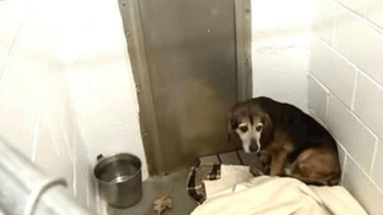DOJEMNÉ VIDEO: Pes se zatoulal a svého pána neviděl 2 roky. Podívejte se na jeho reakci, když znovu uslyší pánův hlas!