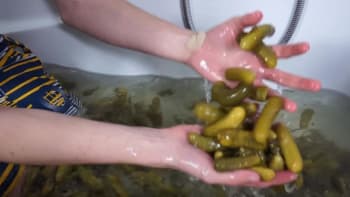 VIDEO: Tohle ještě někoho baví? Známý youtuber se vykoupal ve vaně plné kyselých okurek!