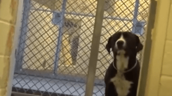 VIDEO: Pes zjistil, že má nové páníčky! Jeho reakce vás rozpláče...
