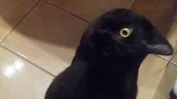 FOTO: Optická iluze, která zmátla internet! Vidíte na obrázku roztomilou kočku, nebo vránu?