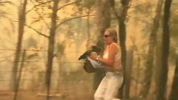 VIDEO: Odvážná žena zachránila koalu před jistou smrtí. Riskovala vlastní život, když se vrhla do hořícího lesa