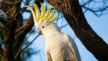 VIDEO: Týpek si koupil papouška z druhé ruky a už toho lituje. Pták zpívá jen metalové písně