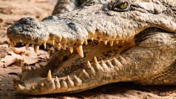 Krokodýl pojmenovaný po Usámovi bin Ládinovi snědl okolo 80 lidí! Jak nakonec dopadl?