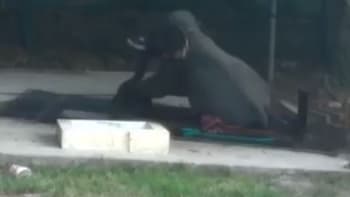 VIDEO: Slon rozdrtil svého pečovatele poté, co jej mlátil tyčí. Tyhle kruté záběry jsou jen pro silné povahy