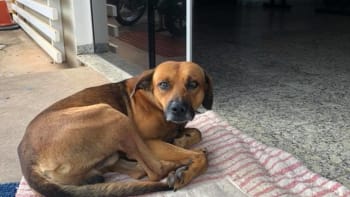 GALERIE: Pes odmítá opustit nemocnici poté, co zde jeho páníček před 4 měsíci umřel. Tyto fotky vás rozbrečí