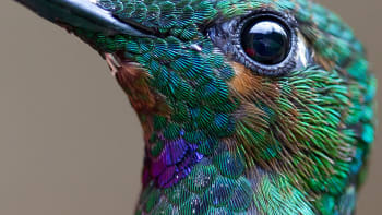 20 fotografií kolibříků, kteří vám probarví den