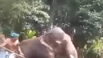VIDEO: Muži mlátili svázaného slona, dokud si vyčerpáním nelehl na zem. Tyhle kruté záběry naštvaly internet