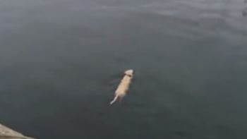 VIDEO: Tenhle pes plave každý den za svým kamarádem. Budete v šoku, až zjistíte, o koho se jedná
