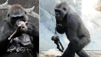SMUTNÉ: Podívejte se na srdceryvné snímky gorily, která se nehodlá vzdát svého mláděte ani po smrti