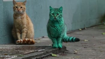 Zelená kočka chodící po ulicích Varny straší lidi