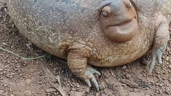 FOTO: Želva, nebo žába? Muž našel podivné zvíře, se kterým si nikdo neví rady