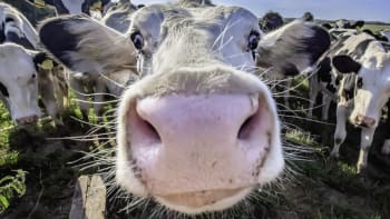 ODHALENO: Vědci krmili krávy technickým konopím. Bylo jejich mléko plné THC?