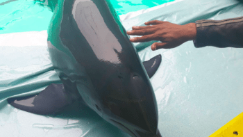GALERIE: Ubozí delfíni byli vytaženi z vody jen proto, že se s nimi lidé chtěli vyfotit. Z těchto záběrů se vám udělá špatně